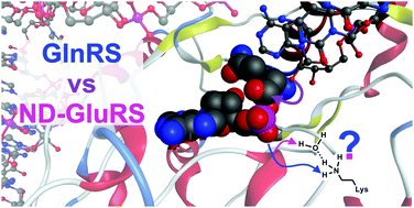 Graphical abstract: A water-mediated and substrate-assisted aminoacylation mechanism in the discriminating aminoacyl-tRNA synthetase GlnRS and non-discriminating GluRS