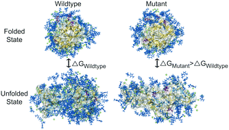 Graphical abstract: Elucidating sequence and solvent specific design targets to protect and stabilize enzymes for biocatalysis in ionic liquids