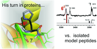 Graphical abstract: Unifying the microscopic picture of His-containing turns: from gas phase model peptides to crystallized proteins