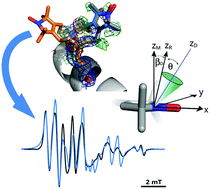 Graphical abstract: Combining EPR spectroscopy and X-ray crystallography to elucidate the structure and dynamics of conformationally constrained spin labels in T4 lysozyme single crystals