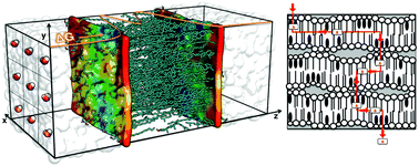 Graphical abstract: Permeation pathways through lateral domains in model membranes of skin lipids