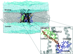 Graphical abstract: Coulomb couplings in solubilised light harvesting complex II (LHCII): challenging the ideal dipole approximation from TDDFT calculations