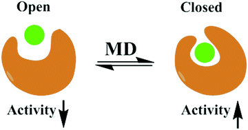 Graphical abstract: The opening/closure of the P-loop and hinge of BCR-ABL1 decodes the low/high bioactivities of dasatinib and axitinib