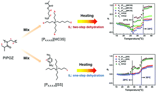 Graphical abstract: The influence of a thermoresponsive polymer on the microdynamic phase transition mechanisms of distinctly structured thermoresponsive ionic liquids