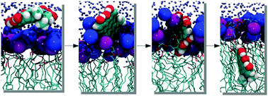 Graphical abstract: Deciphering the photosensitization mechanisms of hypericin towards biological membranes