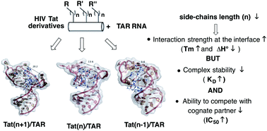 Graphical abstract: Exploring the impact of the side-chain length on peptide/RNA binding events