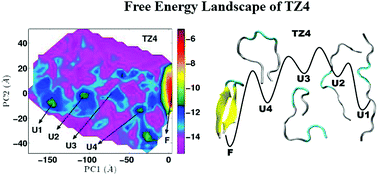 Graphical abstract: The sensitivity of folding free energy landscapes of trpzips to mutations in the hydrophobic core