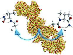 Graphical abstract: The role of amino acid side chains in stabilizing dipeptides: the laser ablation Fourier transform microwave spectrum of Ac-Val-NH2