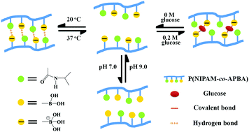 Graphical abstract: A complicated biocomputing system based on multi-responsive P(NIPAM-co-APBA) copolymer film electrodes and electrocatalysis of NADH
