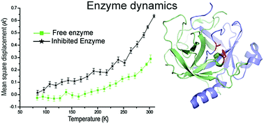 Graphical abstract: Changes in dynamics of α-chymotrypsin due to covalent inhibitors investigated by elastic incoherent neutron scattering