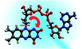 Graphical abstract: Photo-induced proton-coupled electron transfer and dissociation of isolated flavin adenine dinucleotide mono-anions