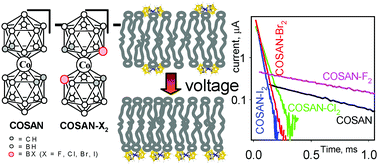 Graphical abstract: Fast flip–flop of halogenated cobalt bis(dicarbollide) anion in a lipid bilayer membrane