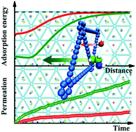 Graphical abstract: Multiscale molecular simulations on interfacial adsorption and permeation of nanoporous graphynes