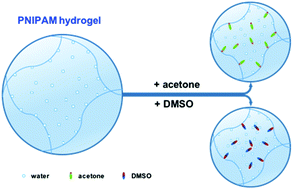 Graphical abstract: Preferential adsorption of the additive is not a prerequisite for cononsolvency in water-rich mixtures