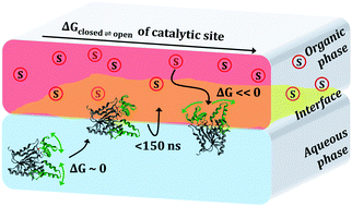 Graphical abstract: Molecular mechanism of activation of Burkholderia cepacia lipase at aqueous–organic interfaces