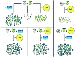 Graphical abstract: Particle formation and growth from oxalic acid, methanesulfonic acid, trimethylamine and water: a combined experimental and theoretical study