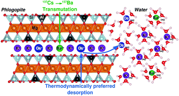 Graphical abstract: Transmutation effects on long-term Cs retention in phyllosilicate minerals from first principles