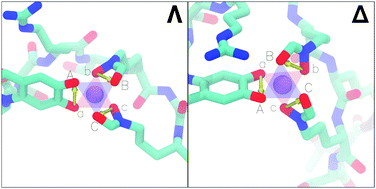 Graphical abstract: Impact of iron coordination isomerism on pyoverdine recognition by the FpvA membrane transporter of Pseudomonas aeruginosa