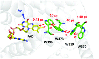 Graphical abstract: Ultrafast flavin photoreduction in an oxidized animal (6-4) photolyase through an unconventional tryptophan tetrad