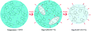 Graphical abstract: Two-step volume phase transition mechanism of poly(N-vinylcaprolactam) hydrogel online-tracked by two-dimensional correlation spectroscopy