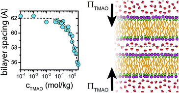 Graphical abstract: TMAO mediates effective attraction between lipid membranes by partitioning unevenly between bulk and lipid domains