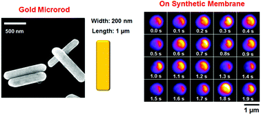 Graphical abstract: Defocused dark-field orientation imaging of single gold microrods on synthetic membranes