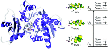 Graphical abstract: Photoelectron spectroscopy of isolated luciferin and infraluciferin anions in vacuo: competing photodetachment, photofragmentation and internal conversion