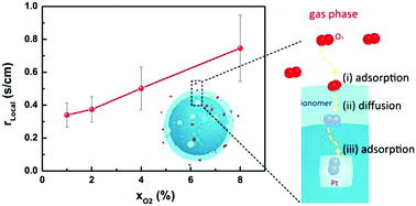 Graphical abstract: Exploration of significant influences of the operating conditions on the local O2 transport in proton exchange membrane fuel cells (PEMFCs)