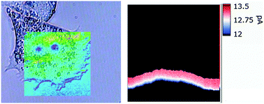 Graphical abstract: 3D electrochemical and ion current imaging using scanning electrochemical–scanning ion conductance microscopy