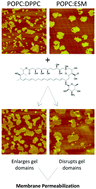 Graphical abstract: The molecular mechanism of Nystatin action is dependent on the membrane biophysical properties and lipid composition