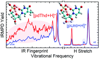 Graphical abstract: The intrinsic basicity of the phosphate backbone exceeds that of uracil and thymine residues: protonation of the phosphate moiety is preferred over the nucleobase for pdThd and pUrd