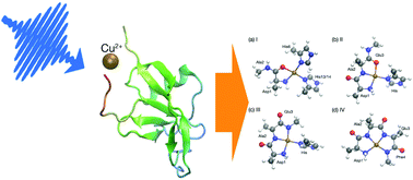 Graphical abstract: Identifying Cu(ii)–amyloid peptide binding intermediates in the early stages of aggregation by resonance Raman spectroscopy: a simulation study