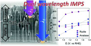 Graphical abstract: Influence of the anatase/rutile ratio on the charge transport properties of TiO2-NTs arrays studied by dual wavelength opto-electrochemical impedance spectroscopy