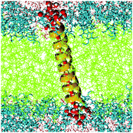 Graphical abstract: Structure and dynamics of solvent molecules inside the polytheonamide B channel in different environments: a molecular dynamics study
