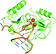 Graphical abstract: Probing the communication of deoxythymidine triphosphate in HIV-1 reverse transcriptase by communication maps and interaction energy studies