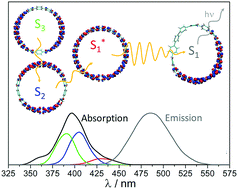 Graphical abstract: Photoinduced dynamics in cycloparaphenylenes: planarization, electron–phonon coupling, localization and intra-ring migration of the electronic excitation