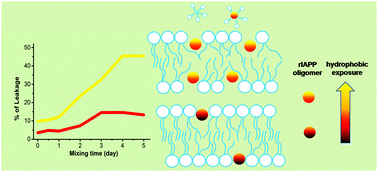 Graphical abstract: Exploring the relation between the oligomeric structure and membrane damage by a study on rat islet amyloid polypeptide