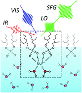 Graphical abstract: The structure of a lanthanide complex at an extractant/water interface studied using heterodyne-detected vibrational sum frequency generation