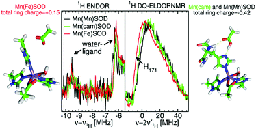 Graphical abstract: A charge polarization model for the metal-specific activity of superoxide dismutases