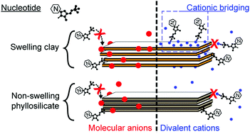 Graphical abstract: Effects of salinity on the adsorption of nucleotides onto phyllosilicates