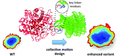 Graphical abstract: Computational engineering of cellulase Cel9A-68 functional motions through mutations in its linker region