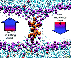 Graphical abstract: The interfacial electrostatic potential modulates the insertion of cell-penetrating peptides into lipid bilayers