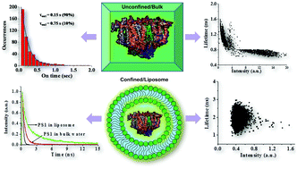 Graphical abstract: Probing the conformational dynamics of photosystem I in unconfined and confined spaces