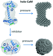Graphical abstract: A high pressure study of calmodulin–ligand interactions using small-angle X-ray and elastic incoherent neutron scattering