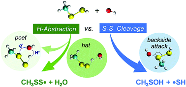 Graphical abstract: Reactivity of hydropersulfides toward the hydroxyl radical unraveled: disulfide bond cleavage, hydrogen atom transfer, and proton-coupled electron transfer