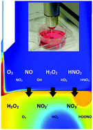 Graphical abstract: Transport and accumulation of plasma generated species in aqueous solution