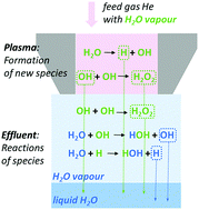 Graphical abstract: Combining experimental and modelling approaches to study the sources of reactive species induced in water by the COST RF plasma jet