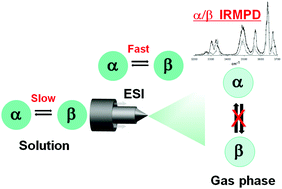 Graphical abstract: Real time evolution of unprotected protonated galactosamine probed by IRMPD spectroscopy