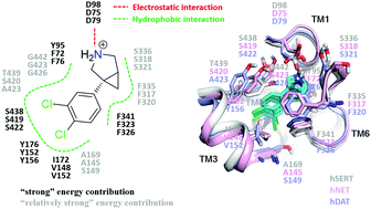 Graphical abstract: Computational identification of the binding mechanism of a triple reuptake inhibitor amitifadine for the treatment of major depressive disorder