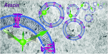 Graphical abstract: DMPC vesicle structure and dynamics in the presence of low amounts of the saponin aescin